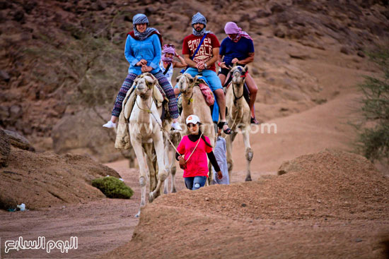  ركوب الجمال خلال رحلات السفارى الصحراوية -اليوم السابع -11 -2015