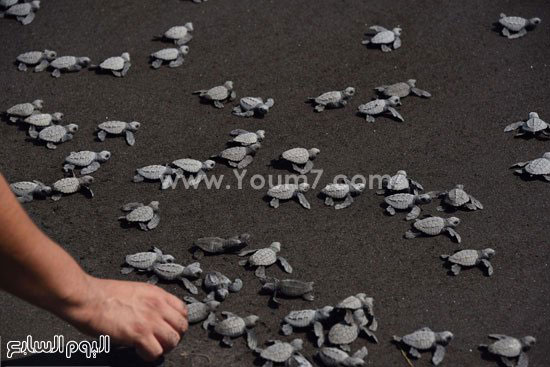 إطلاق دفعة جديدة من السلاحف السوداء فى مياه جواتيمالا  -اليوم السابع -11 -2015