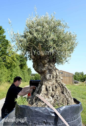 ألمانيا تنقل أشجار زيتون نادرة عمرها 400 سنة  -اليوم السابع -11 -2015