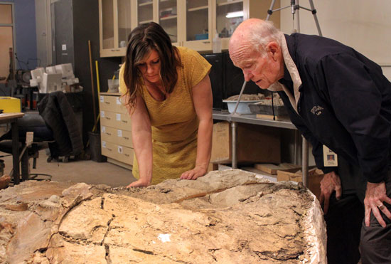 الحفريات الجديدة للديناصور  -اليوم السابع -11 -2015