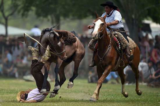 فرسان الجاوتشو بالأرجنتين يصارعون الخيول فى 