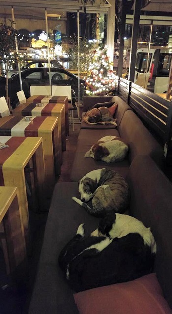 مطعم فى إيطاليا يستقبل الكلاب ليلا ليحميهم من ابرد الليل -اليوم السابع -1 -2016