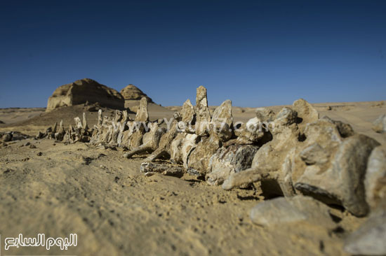 اليوم السابع -1 -2016