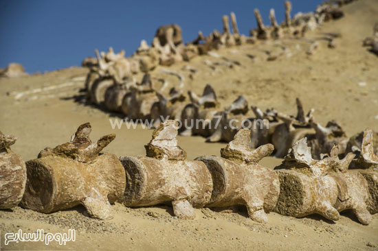 اليوم السابع -1 -2016