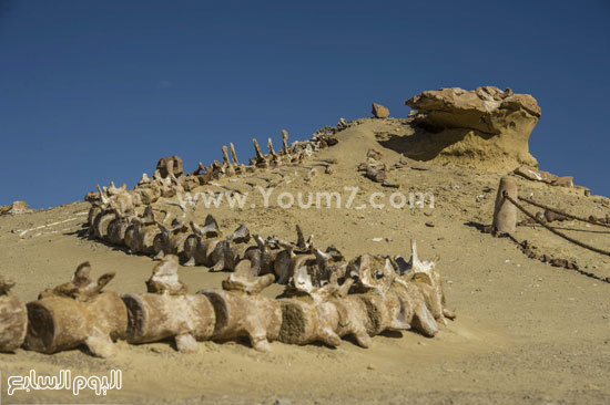 اليوم السابع -1 -2016