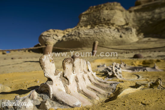 اليوم السابع -1 -2016