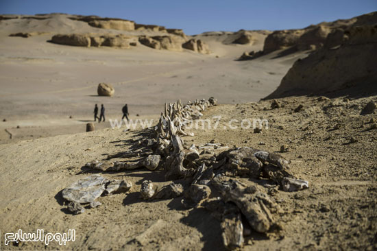 اليوم السابع -1 -2016