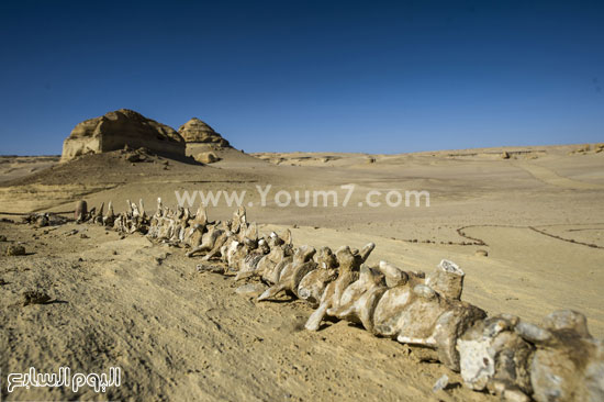 اليوم السابع -1 -2016