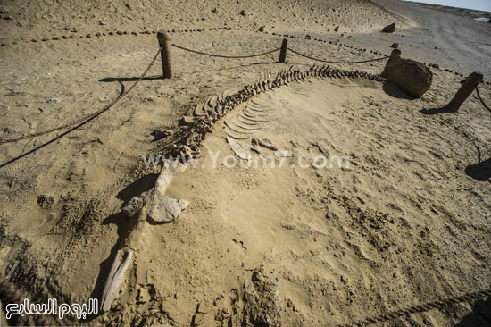 اليوم السابع -1 -2016