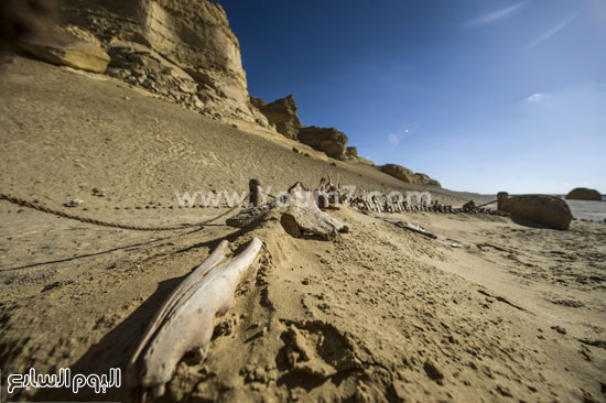 اليوم السابع -1 -2016