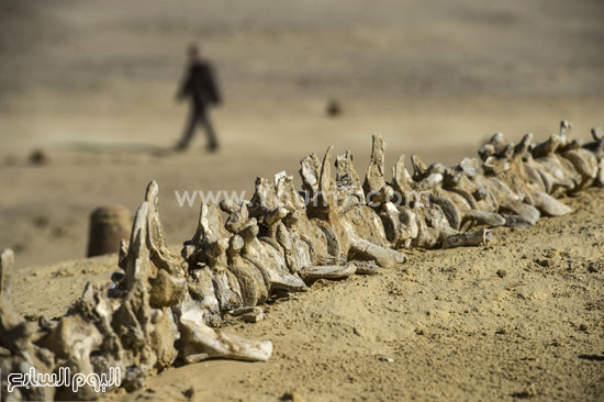 اليوم السابع -1 -2016