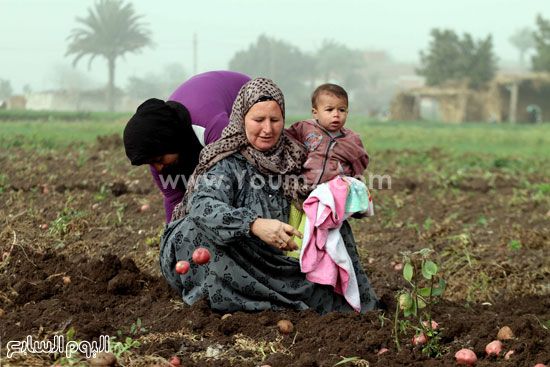 اليوم السابع -1 -2016