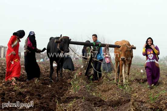 اليوم السابع -1 -2016