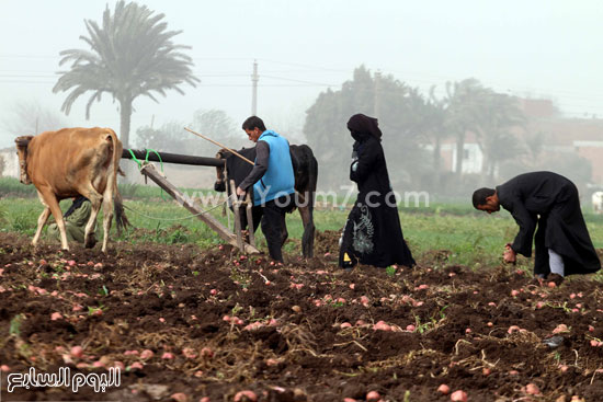 اليوم السابع -1 -2016