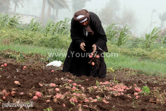 اليوم السابع -1 -2016