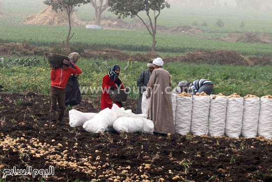 اليوم السابع -1 -2016