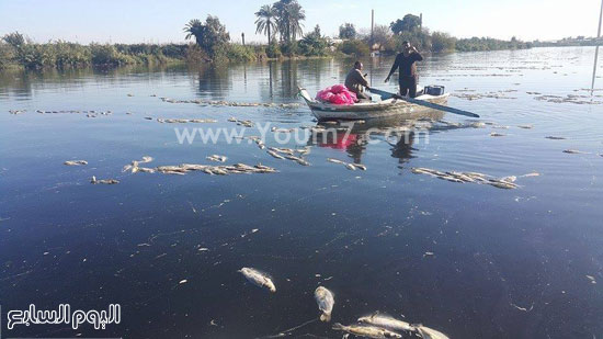 اليوم السابع -1 -2016