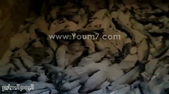 اليوم السابع -12 -2015