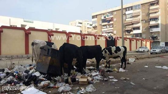 اليوم السابع -12 -2015