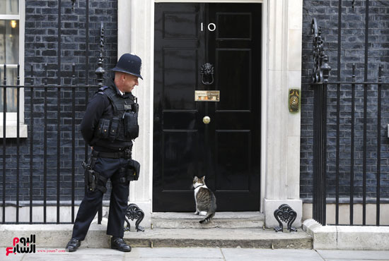  قطة تحاول دخول أحد المنازل فى حى Downing street فى لندن -اليوم السابع -12 -2015