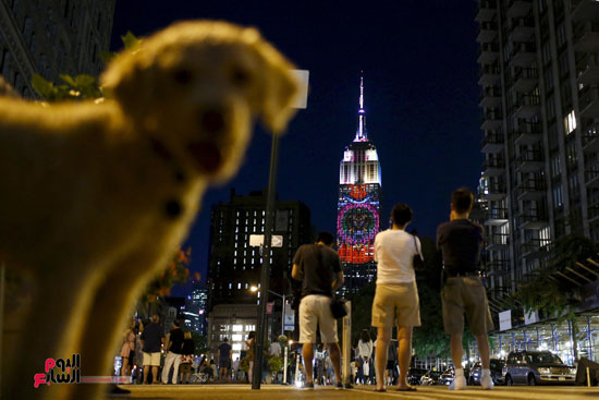 كلب يشاهد الصور التى تظهر على مبنى إمباير ستيت فى نيويورك -اليوم السابع -12 -2015