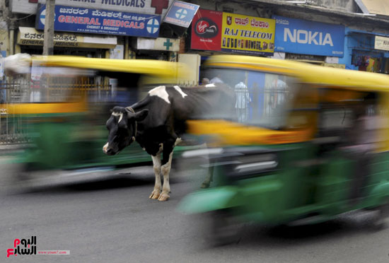 بقرة تقف فى منتصف الطريق بين السيارات فى بنجلور بالهند -اليوم السابع -12 -2015