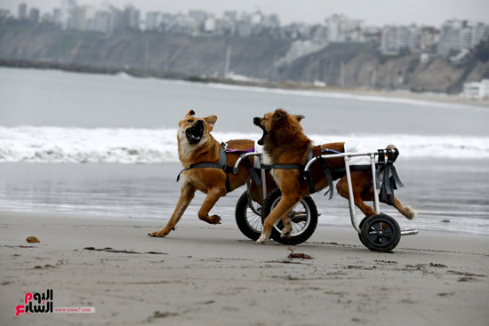 كلاب مشلولة على كرسى متحرك تلعب على أحد شواطئ بيرو -اليوم السابع -12 -2015