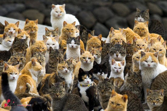 حشد من القطط على ميناء فى جزيرة أوشيما اليابانية -اليوم السابع -12 -2015