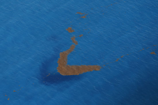  منظر جوى للطحالب المائية فى كنكون -اليوم السابع -12 -2015