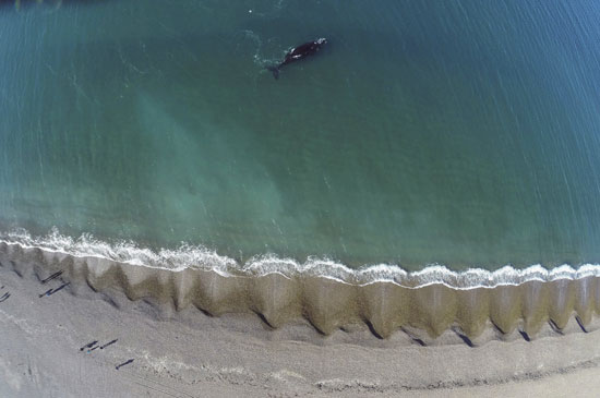 الحوت الأبيض يسبح فى البحر الأطلسى بالأرجنتين  -اليوم السابع -12 -2015