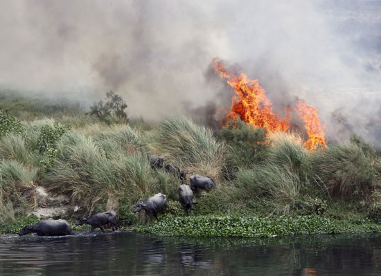    الجاموس يهرب من الحريق فى قطعة أرض من نيودلهى بالهند -اليوم السابع -12 -2015