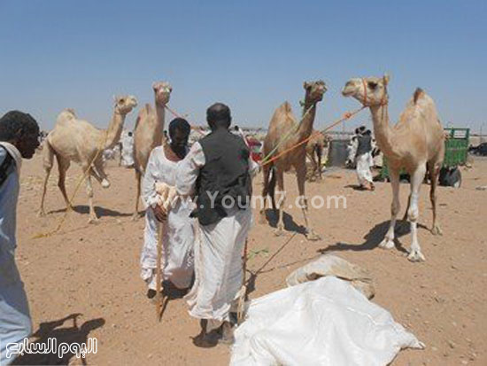 اليوم السابع -12 -2015