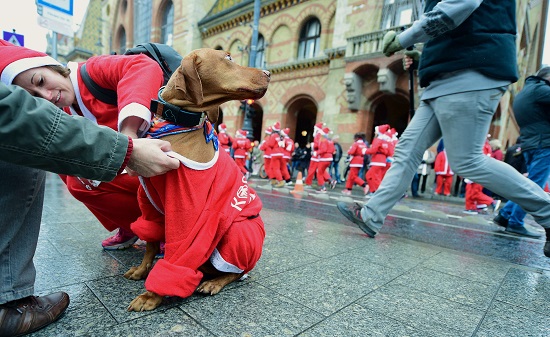 كلب يرتدى أزياء سانتا كلوز بالمجر -اليوم السابع -12 -2015