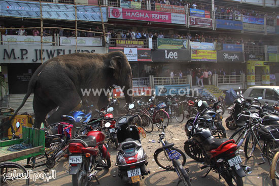 فيل يقتم قريه بالهند (1)