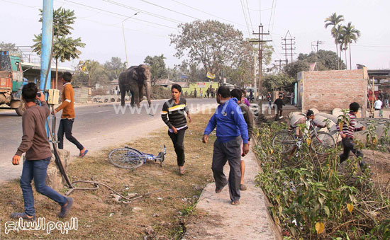 فيل يقتم قريه بالهند (3)
