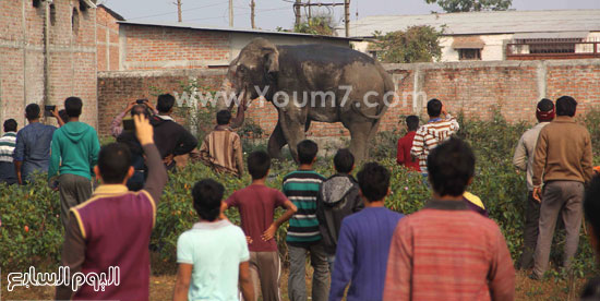 فيل يقتم قريه بالهند (6)