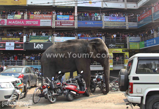 فيل يقتم قريه بالهند (8)