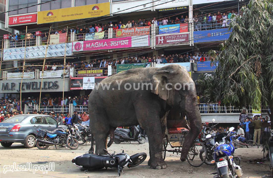 فيل يقتم قريه بالهند (9)