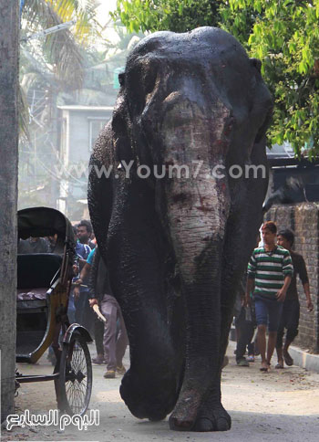 فيل يقتم قريه بالهند (10)