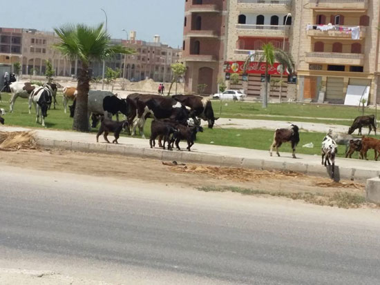 الماشية بشوارع دمياط (2)