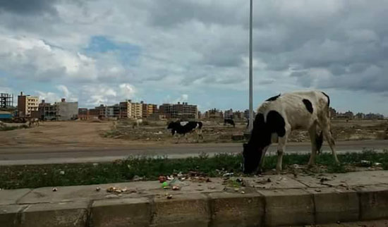 الماشية بشوارع دمياط (4)