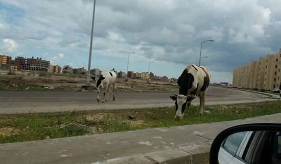 الماشية بشوارع دمياط (6)