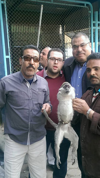 حديقة حيوان الجيزة، قرود، نادى القاهرة، هروب القرود، شمبانزى (2)