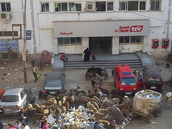 انتشار القمامة أمام سنترال العمرانية (2)