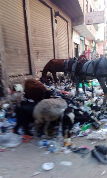 صحافة المواطن، اخبار مصر، بشتيل البلد، ازمة القمامة، انتشار القمامة، محافظة الجيزة (1)