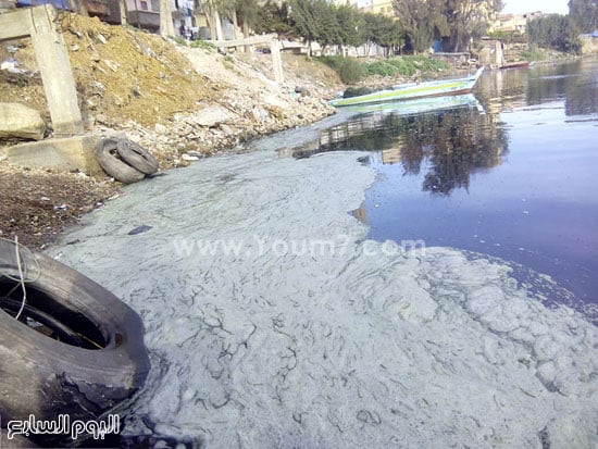 بقع-طافية-على-نهر-النيل-(3)