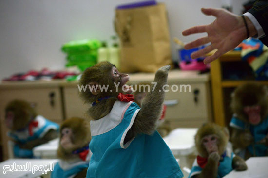 الصين ، القرود ، احتفالات (4)