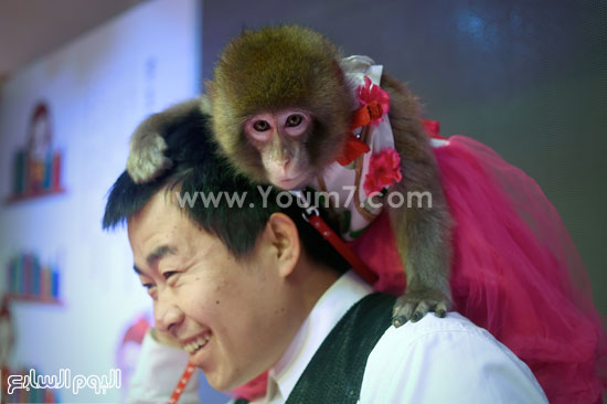 الصين ، القرود ، احتفالات (5)