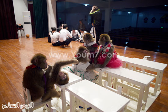 الصين ، القرود ، احتفالات (6)