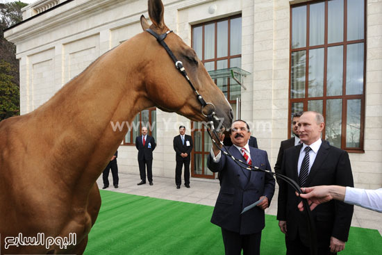 البحرين  حمد بن عيسى آل خليفة روسيا  سوريا  بوتين (6)